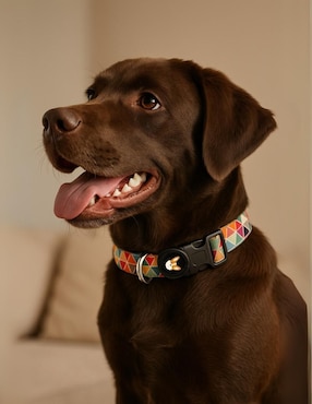 Collar Pet It! para perro