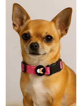 Collar Pet It! perro