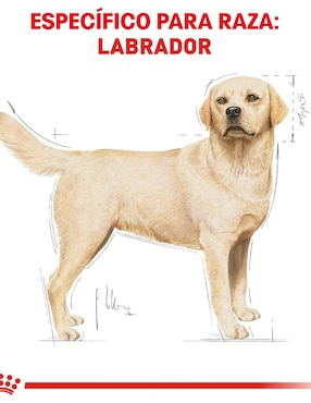 Croqueta Royal Canin de Pollo para adulto razas grandes contenido 13.6 kg