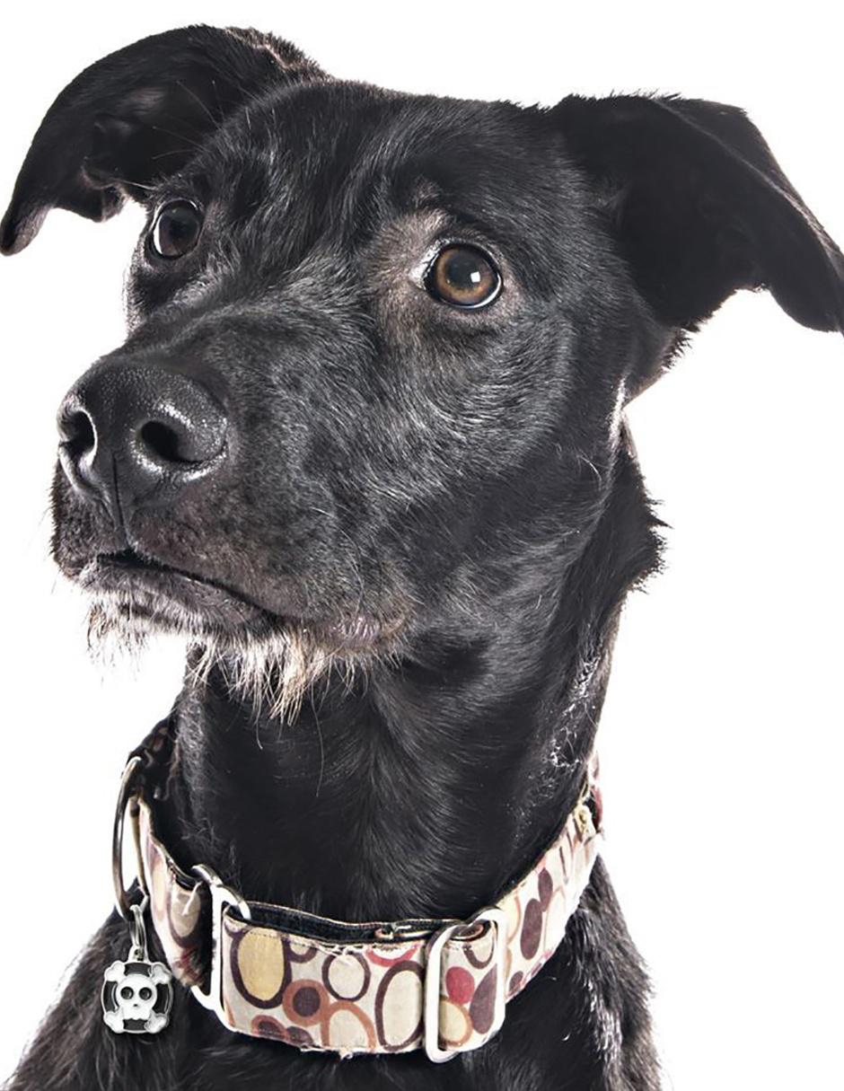Placa de identificación para Perro negra 4