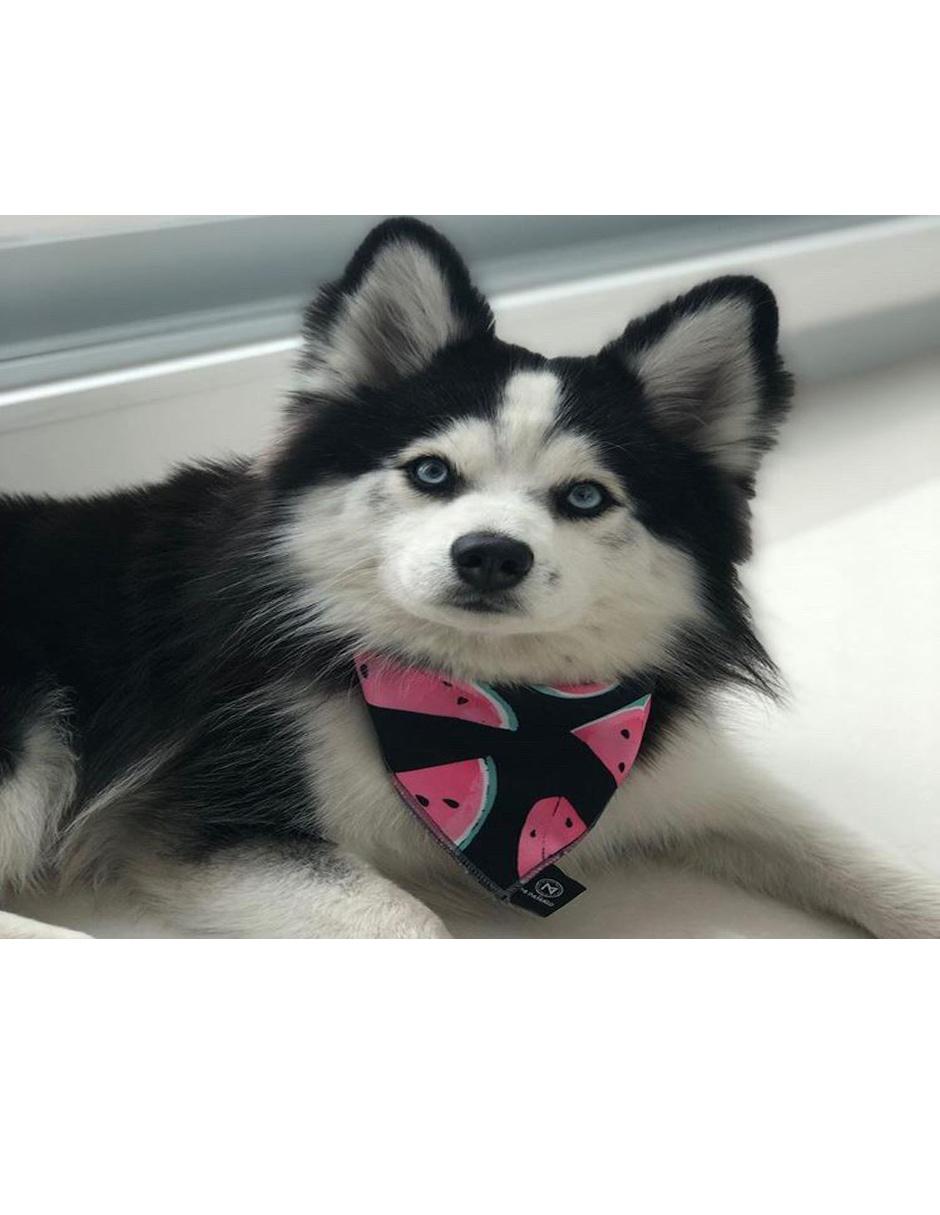 Pañuelo para mascotas Sandía algodón
