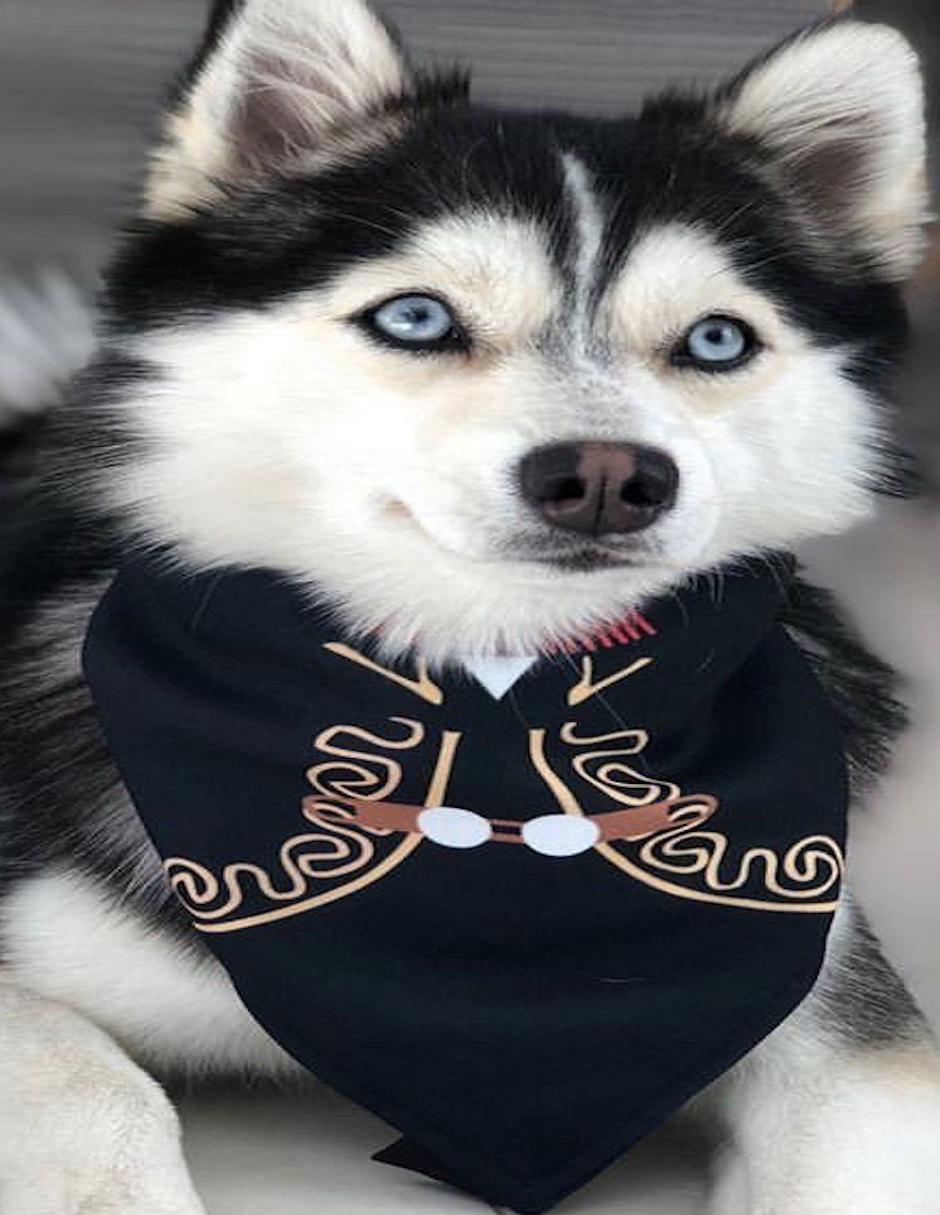 Collar de tela para perro y gato 2