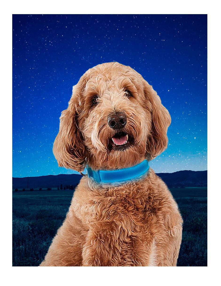 Collar con luz para perro 5