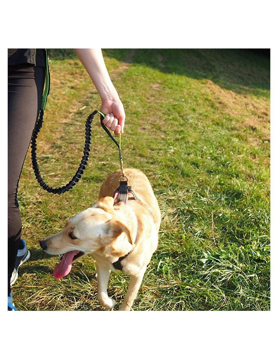 Correa de nylon de paseo para perro 2