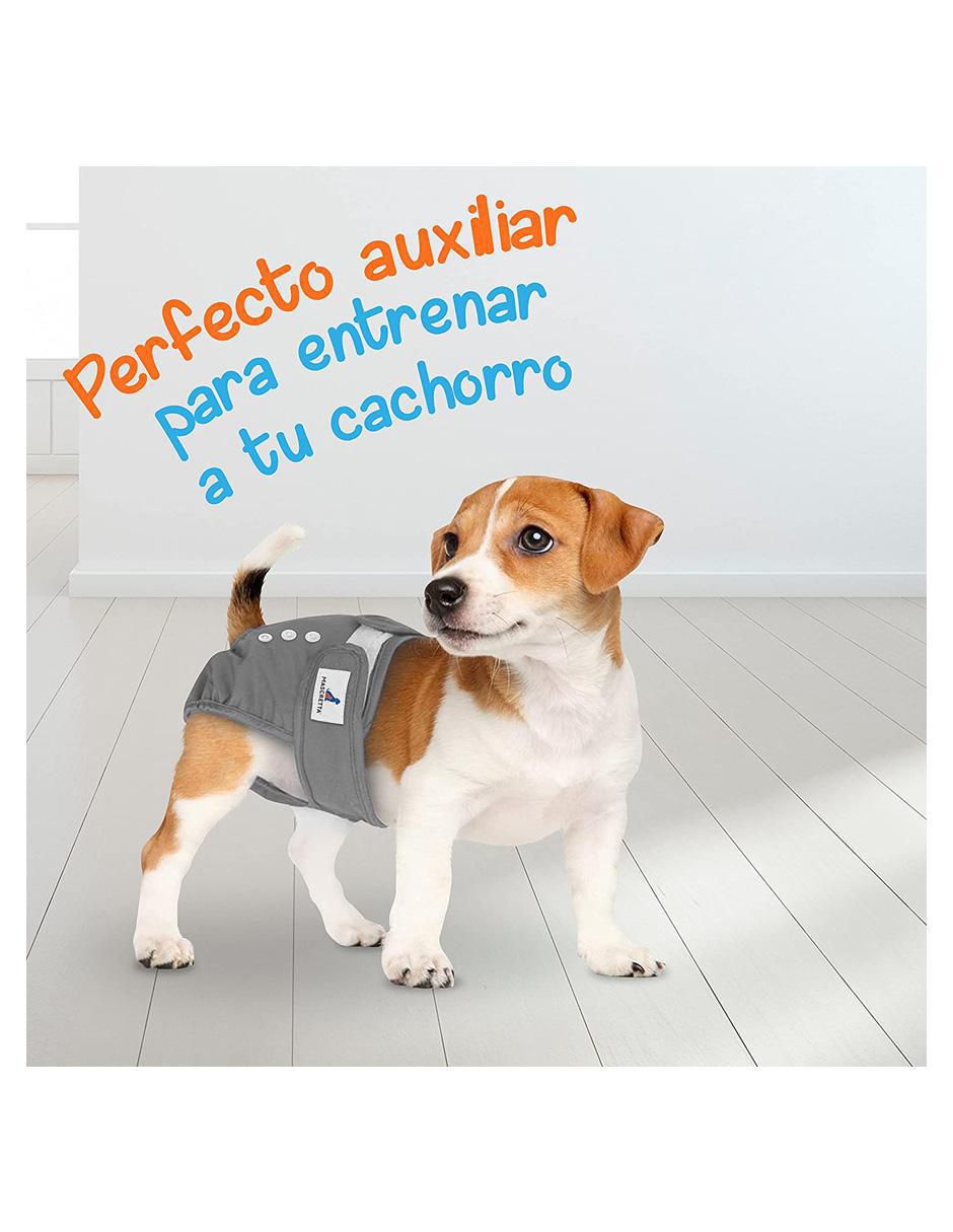 Pañal para perro 7