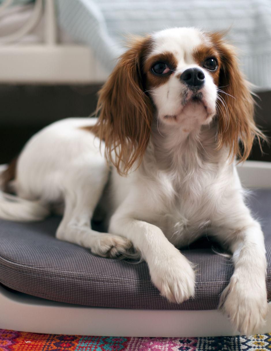 Cama para perro y gato 2
