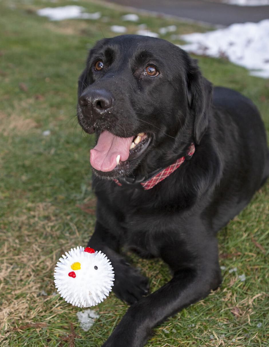 Pelota para perro 2