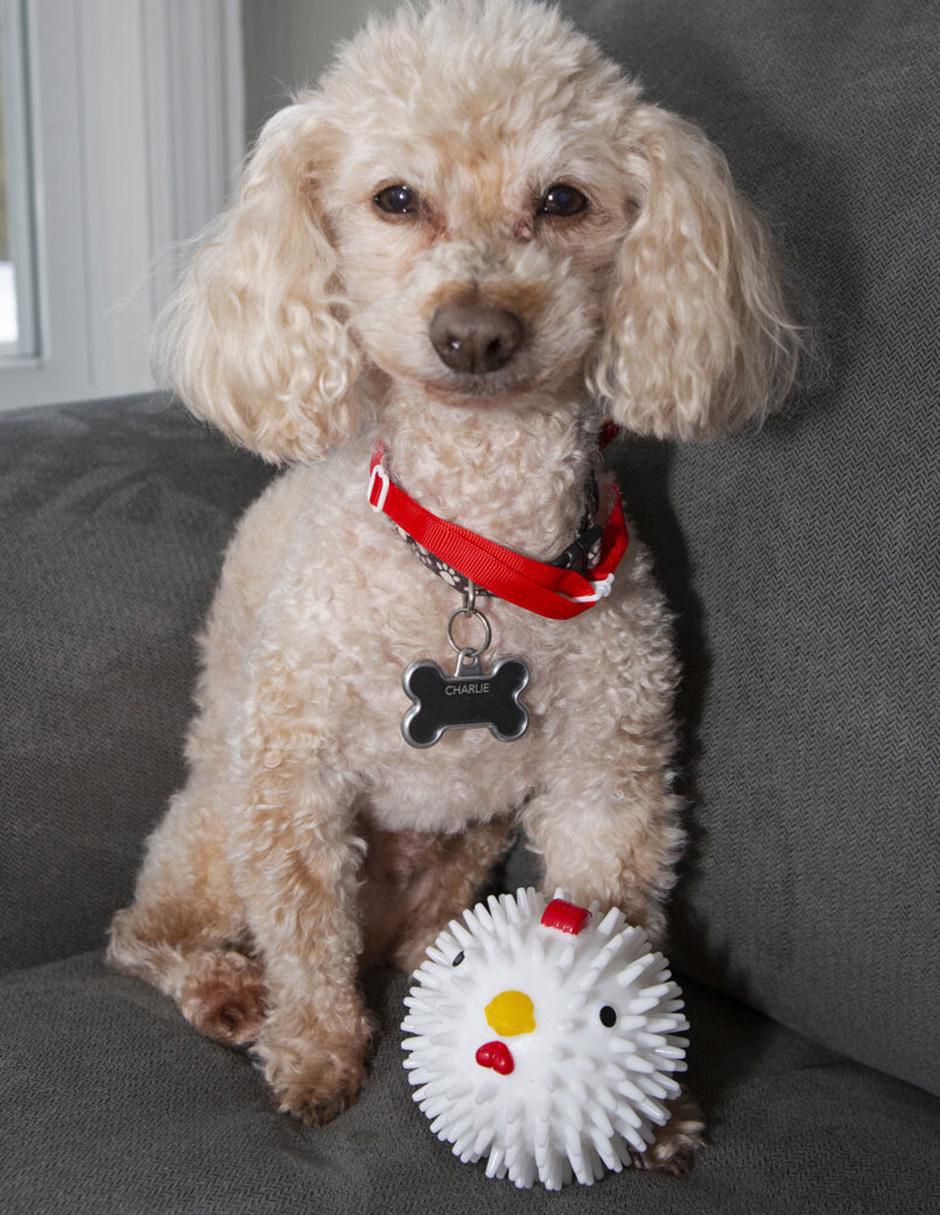 Pelota para perro 3