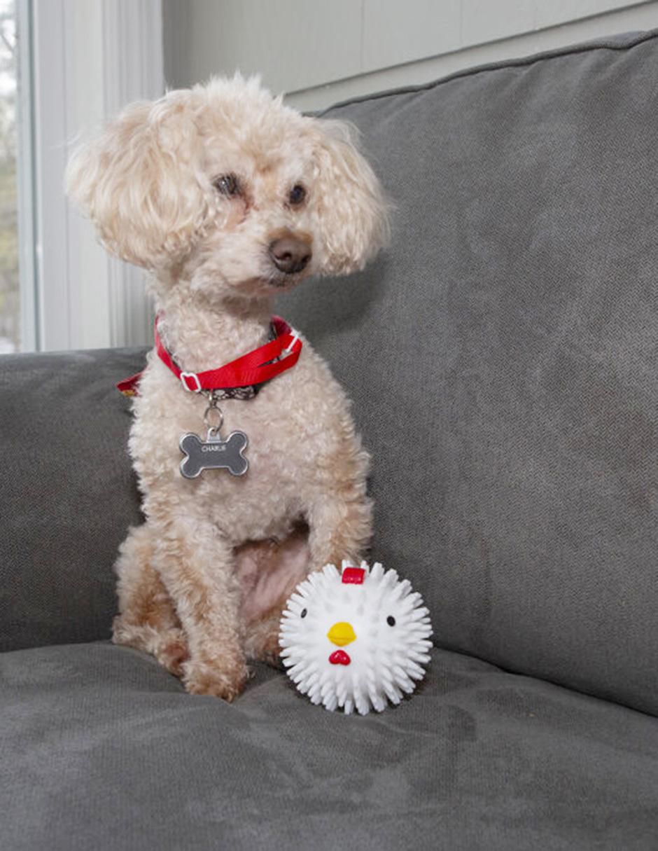 Pelota para perro 5