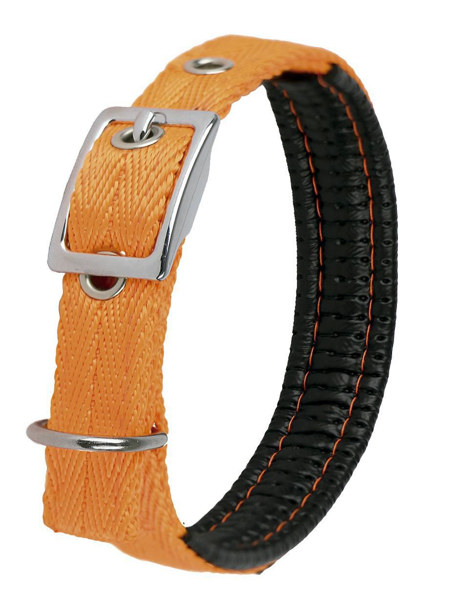 Correa y collar para perro 2