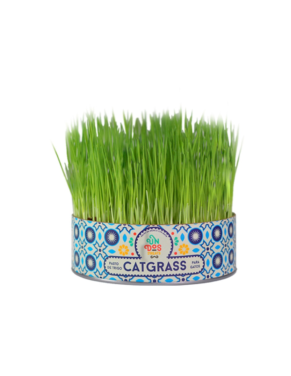 Pasto para gato