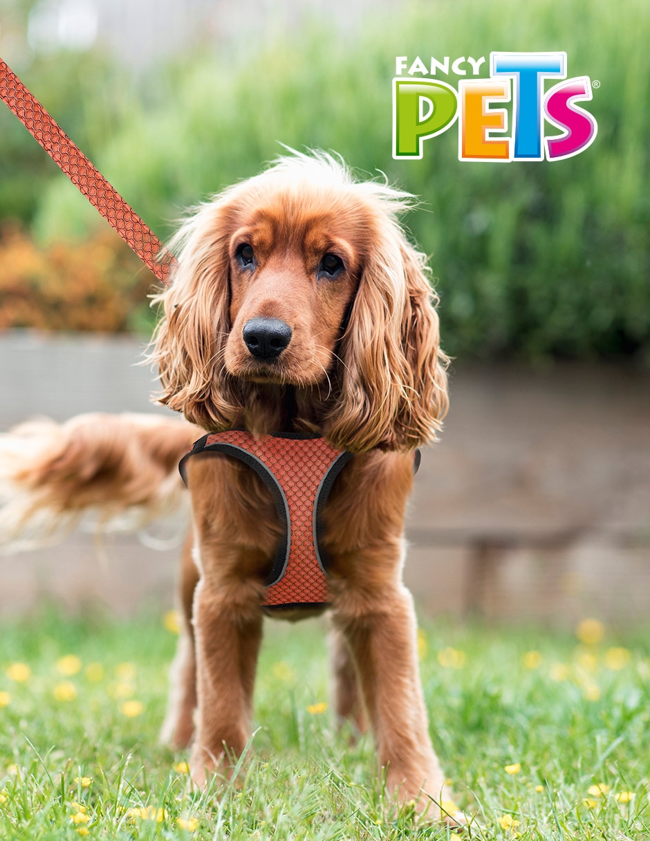 Arnés y correa para mascota 4
