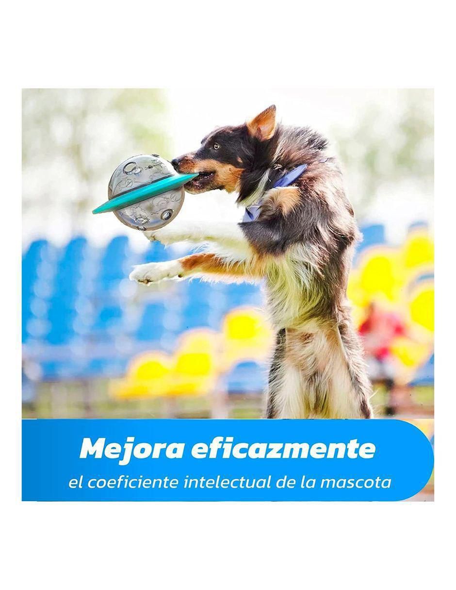 Plato para mascota 4