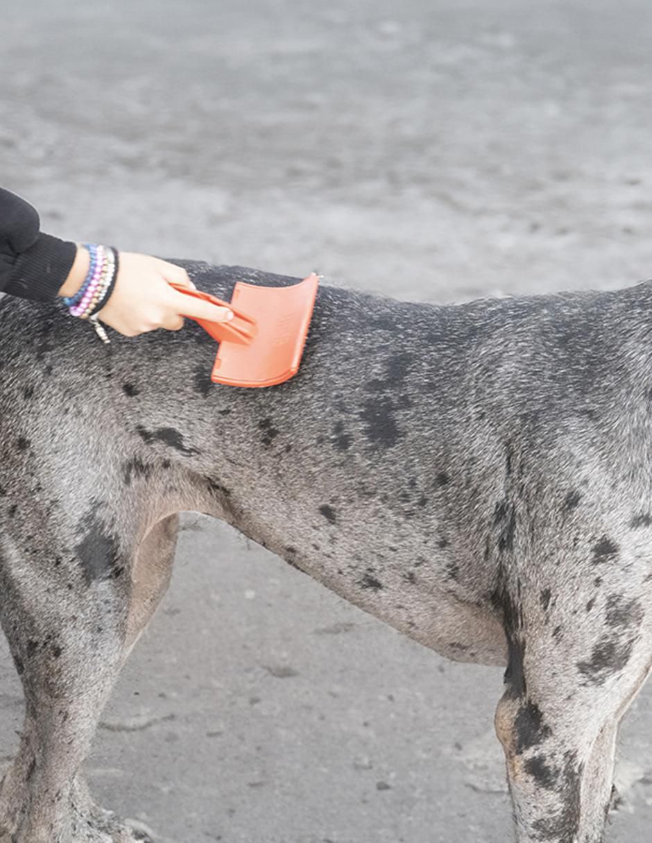 Cepillo de plástico para perro 6