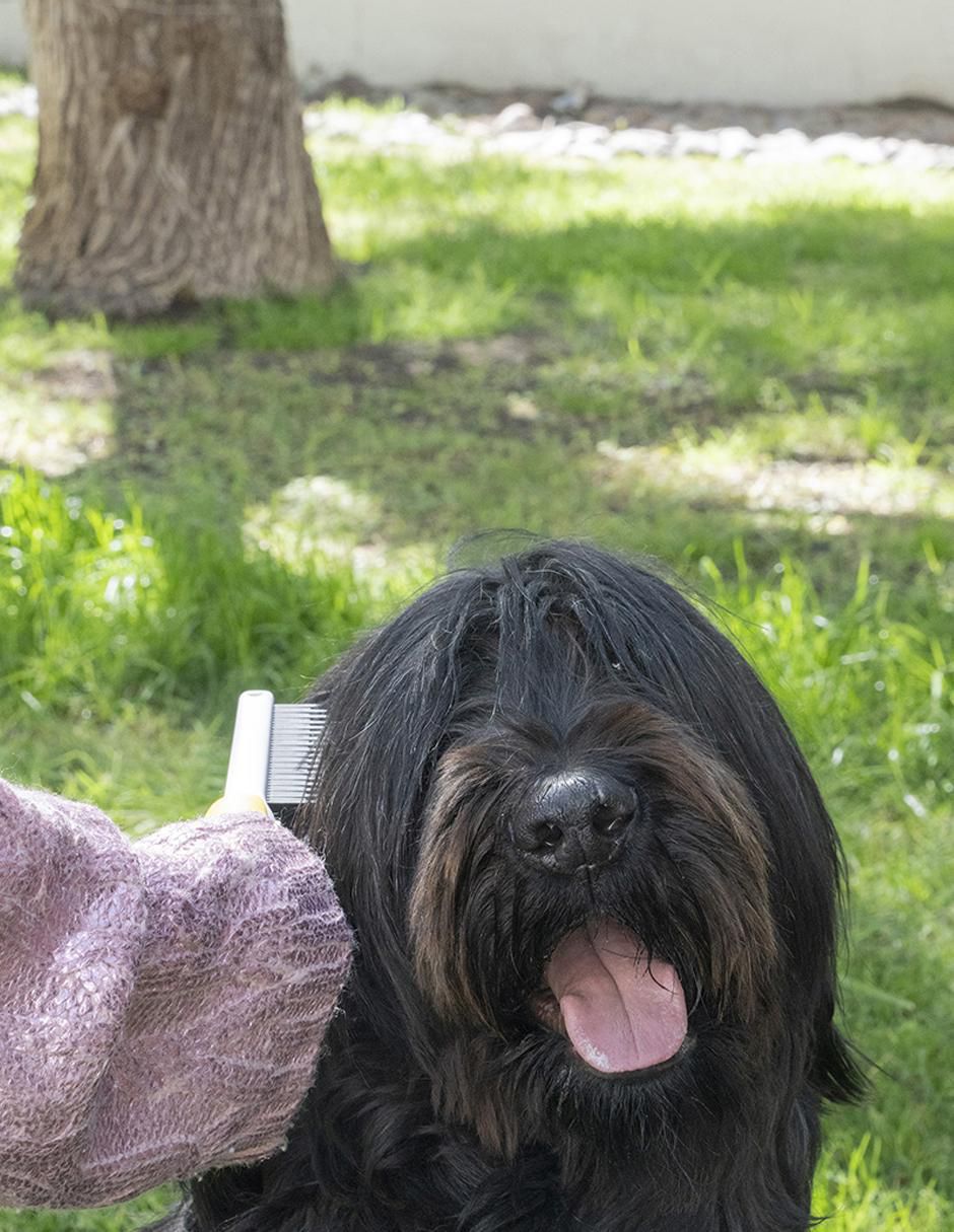 Cepillo de plástico para perro 2