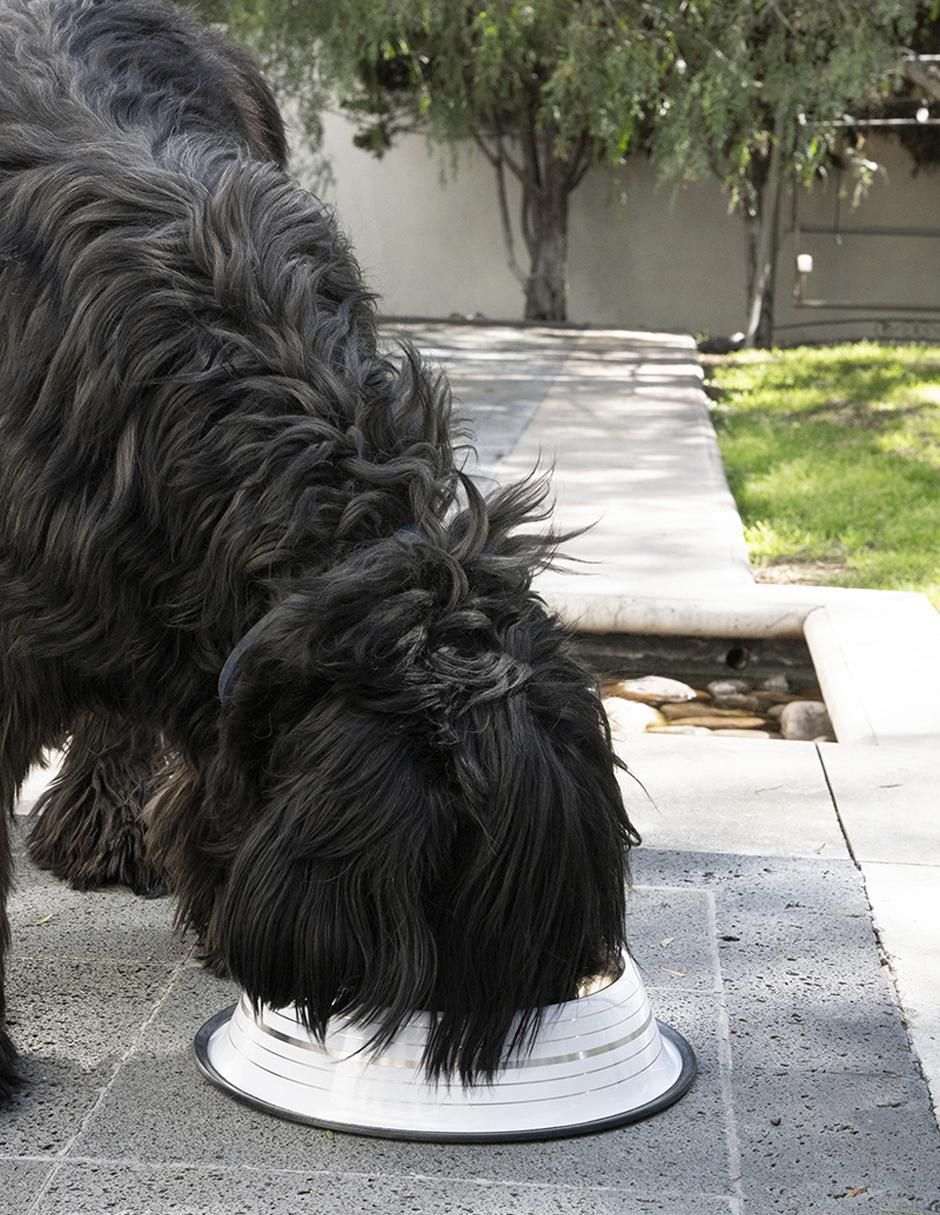 Plato para perro Pet to Bed 4