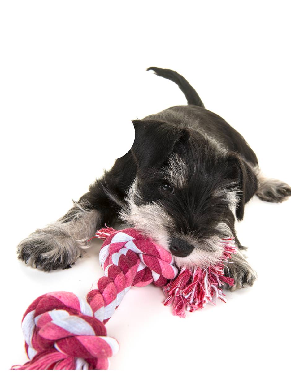 Juguete con cuerda para perro 2