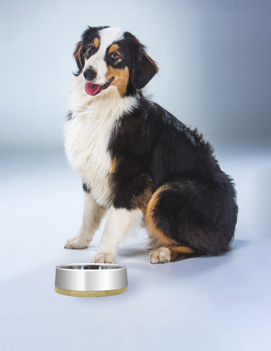 Plato para perro 350 ml 5