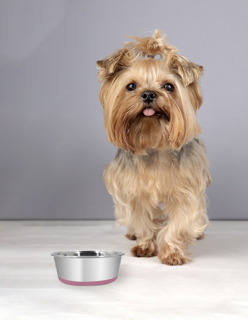 Plato para mascota 5