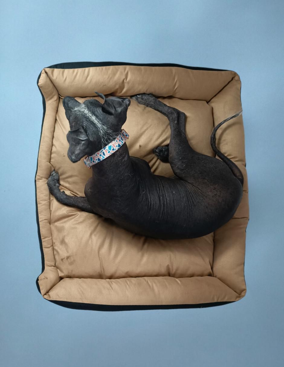 Cama "para" perro lunics