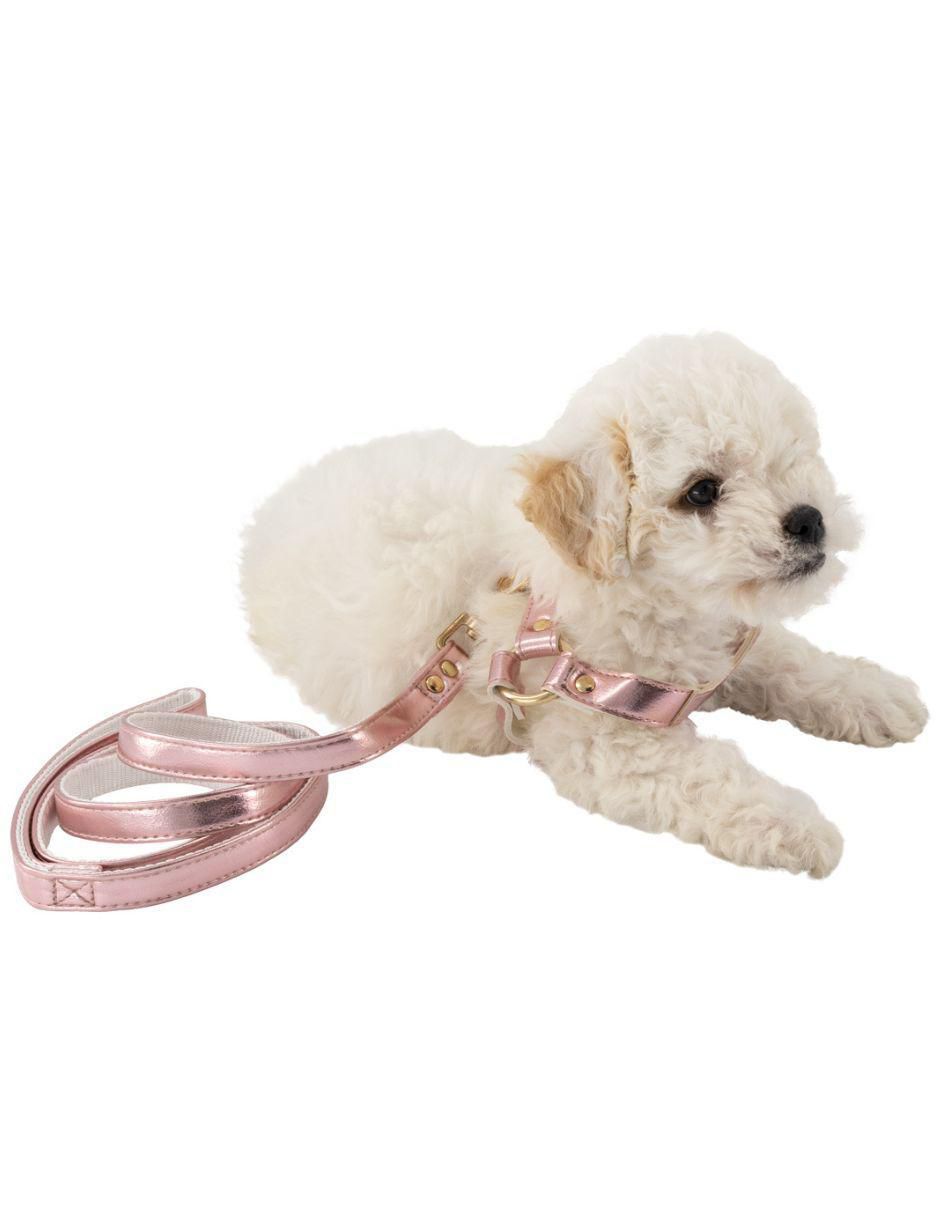 Collar decorativo para perro Accesorios 2