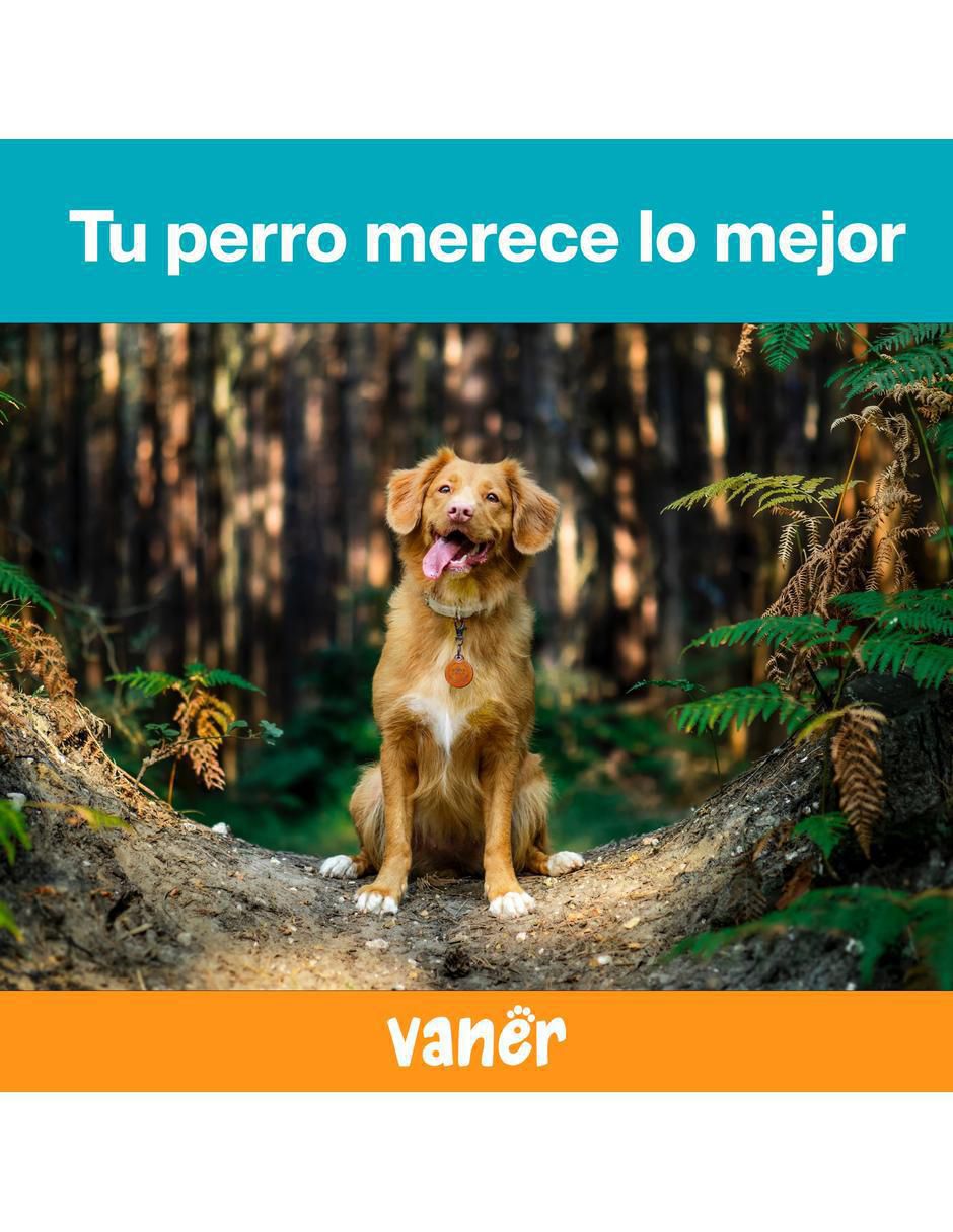 Correa enna "de" sintético "para" perro