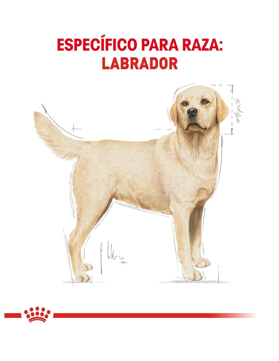 Croqueta para perro etapa adulto contenido 7.7 kg 3