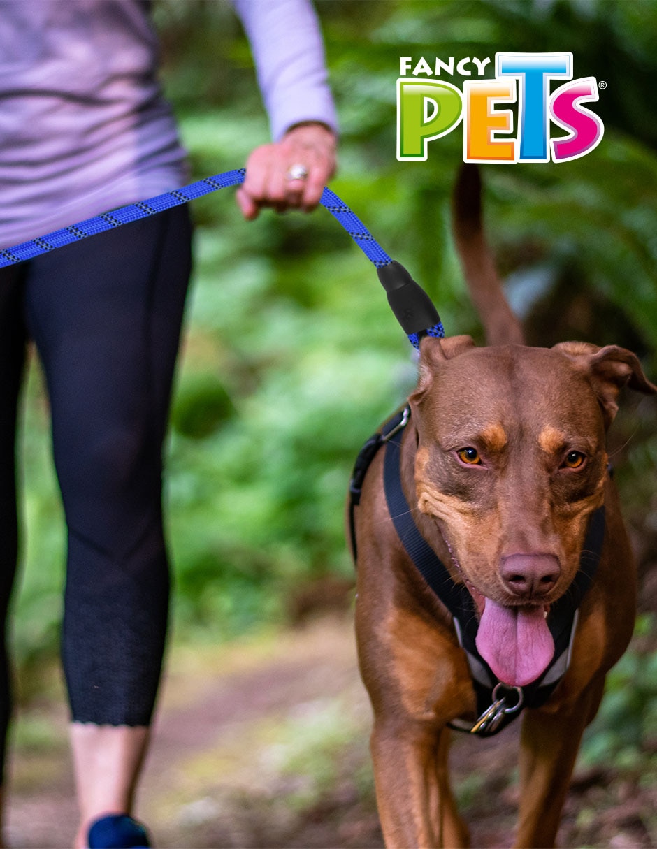 Correa para perro 2