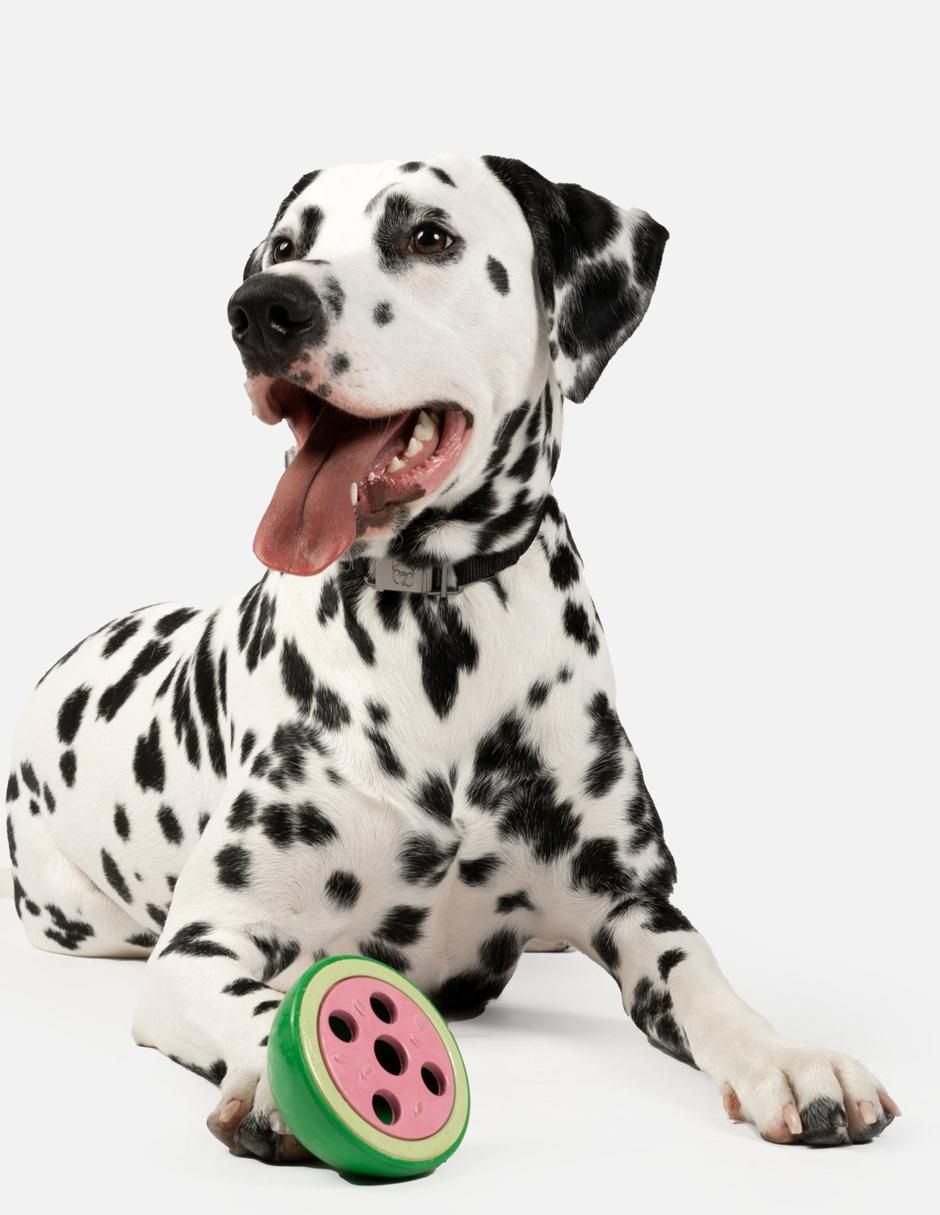 Juguete para perro 4
