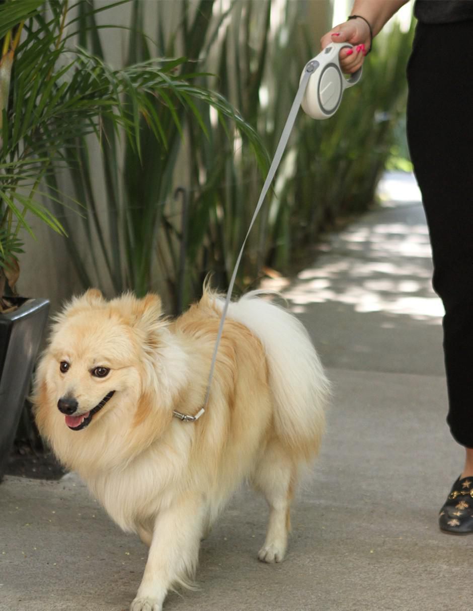 Correa extensible de plástico para perro 2