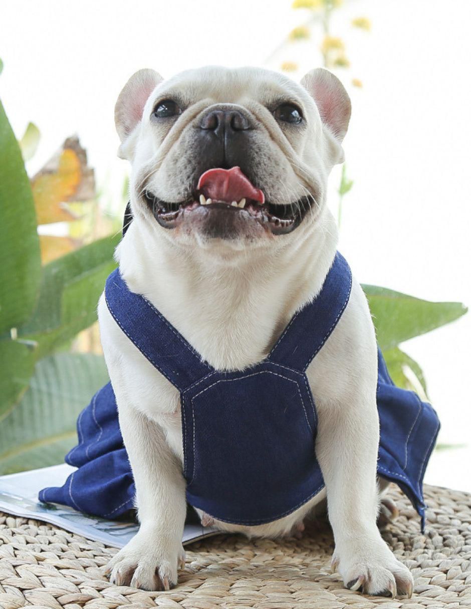 Vestido para perro Maypet Accesorios 2