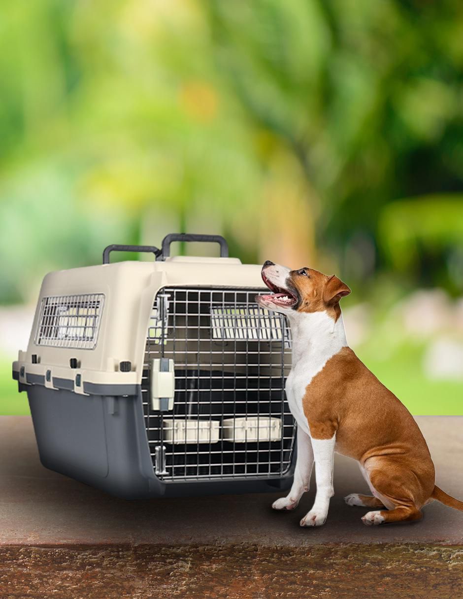 Transportadora para mascota 2