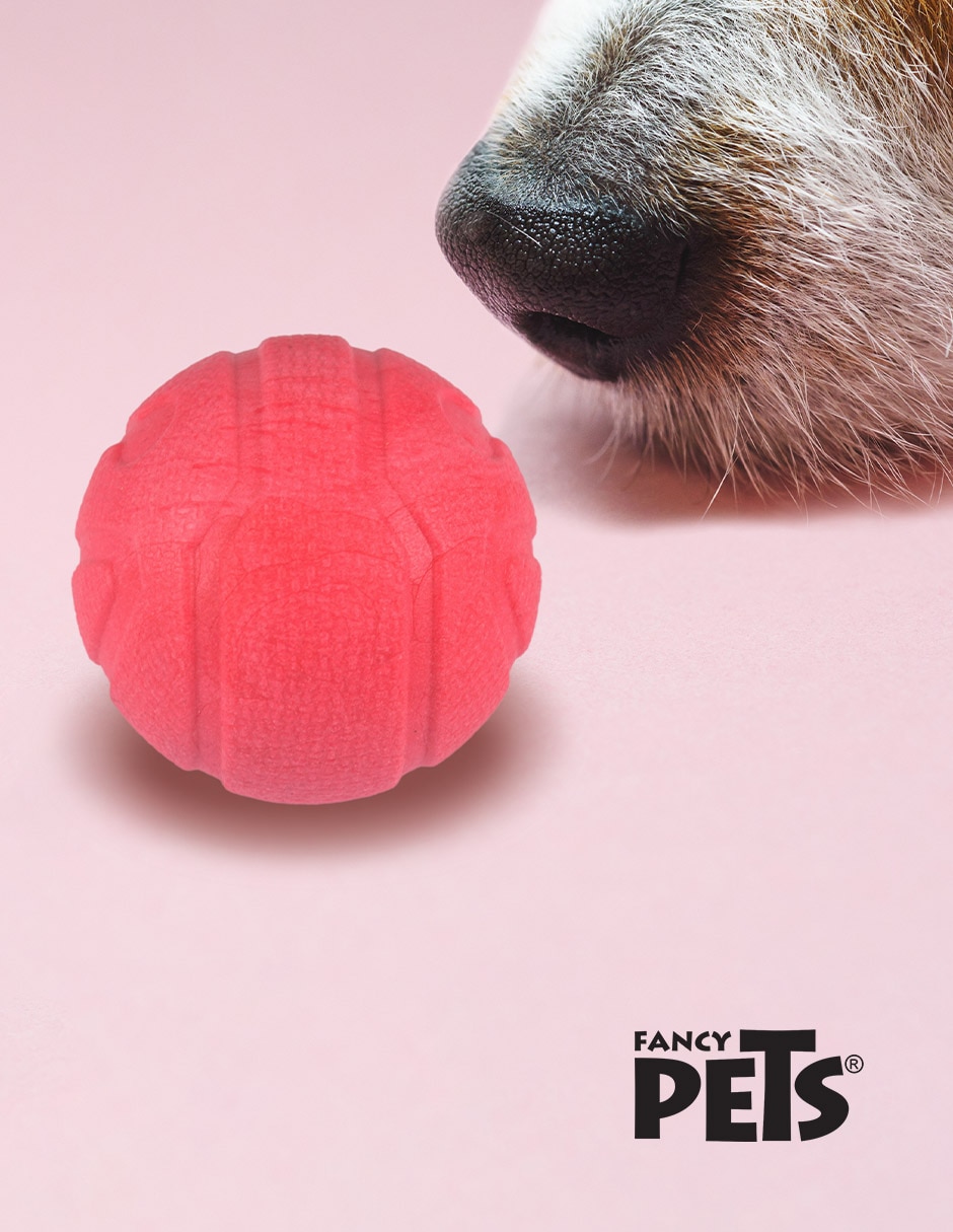 Pelota para perro 2