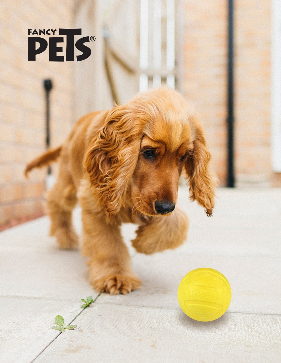 Pelota para perro 2