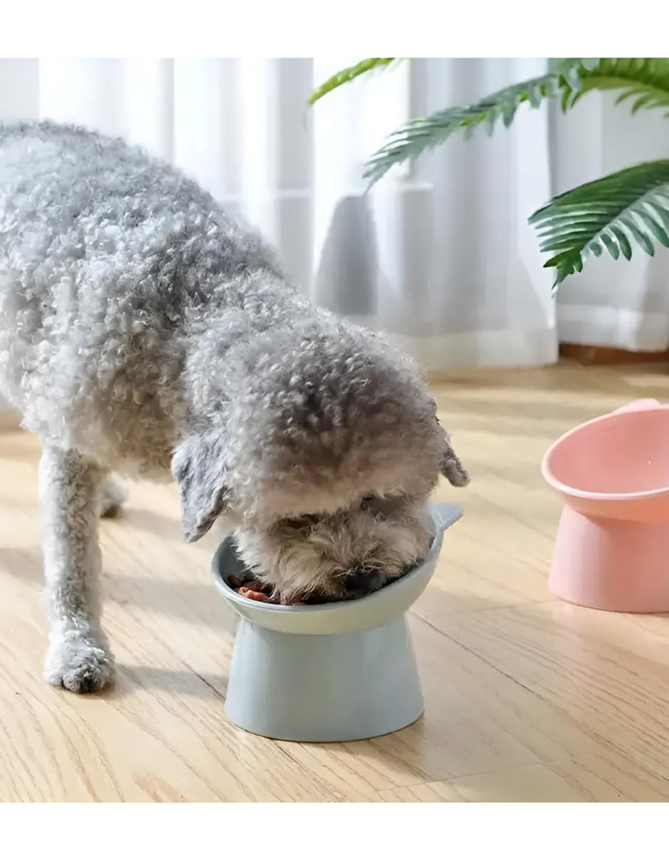 Set plato para gato 300 ml 3