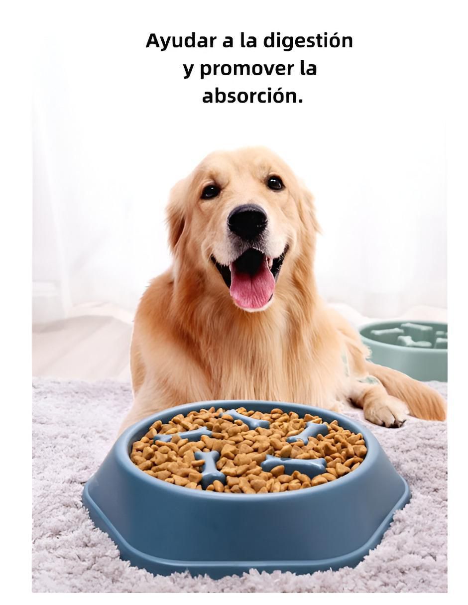 Plato para perro 2