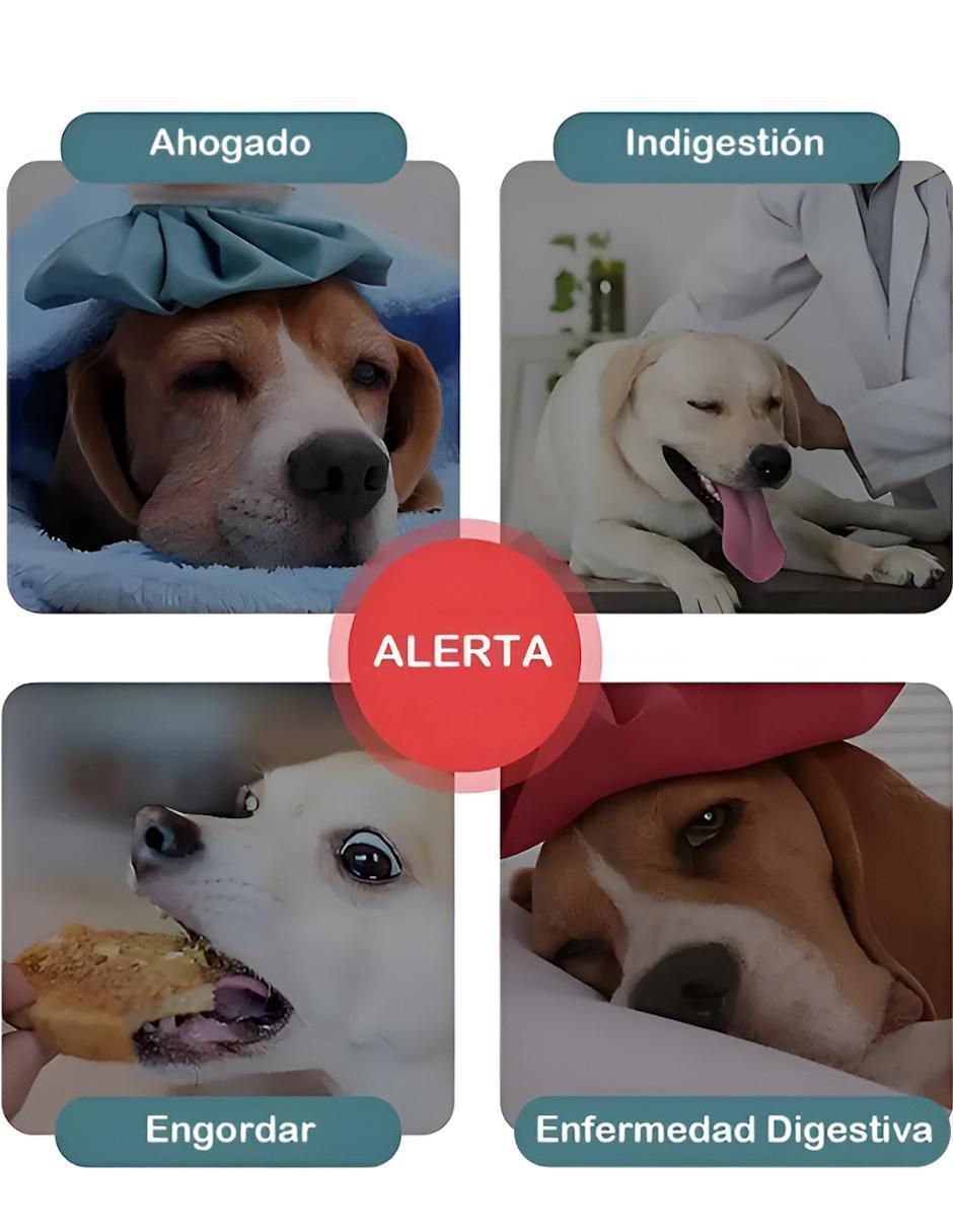 Plato para perro 3