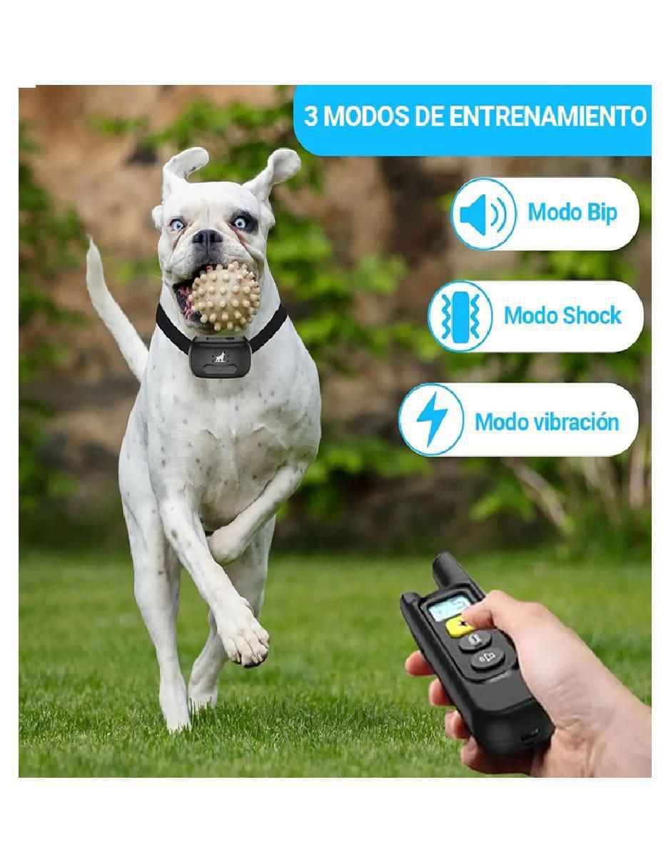 Collar para perro 2