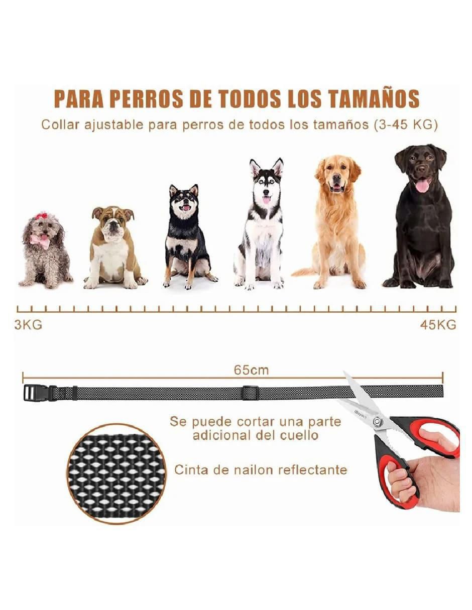 Collar para perro 4