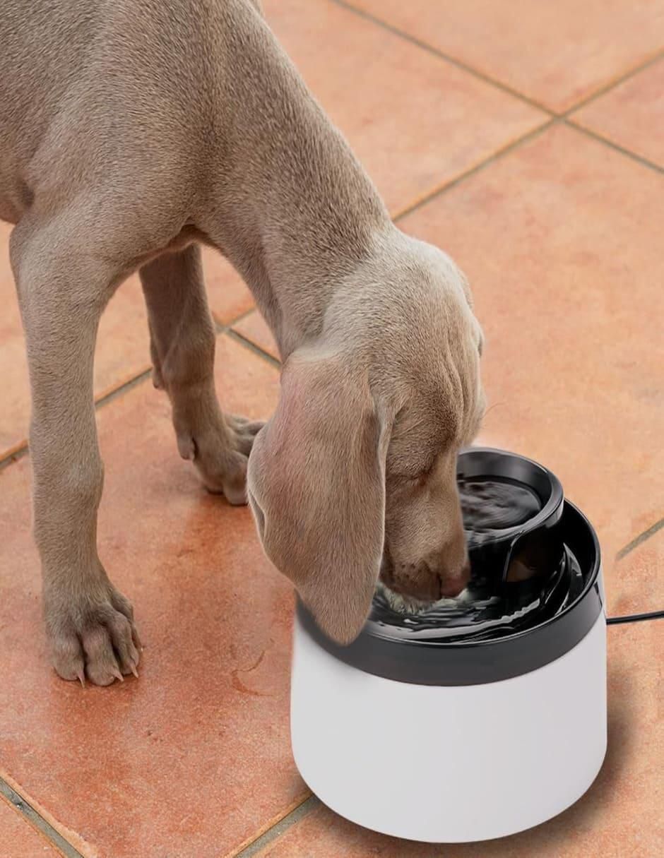 Bebedero transparente para perro y gato 2 L 3