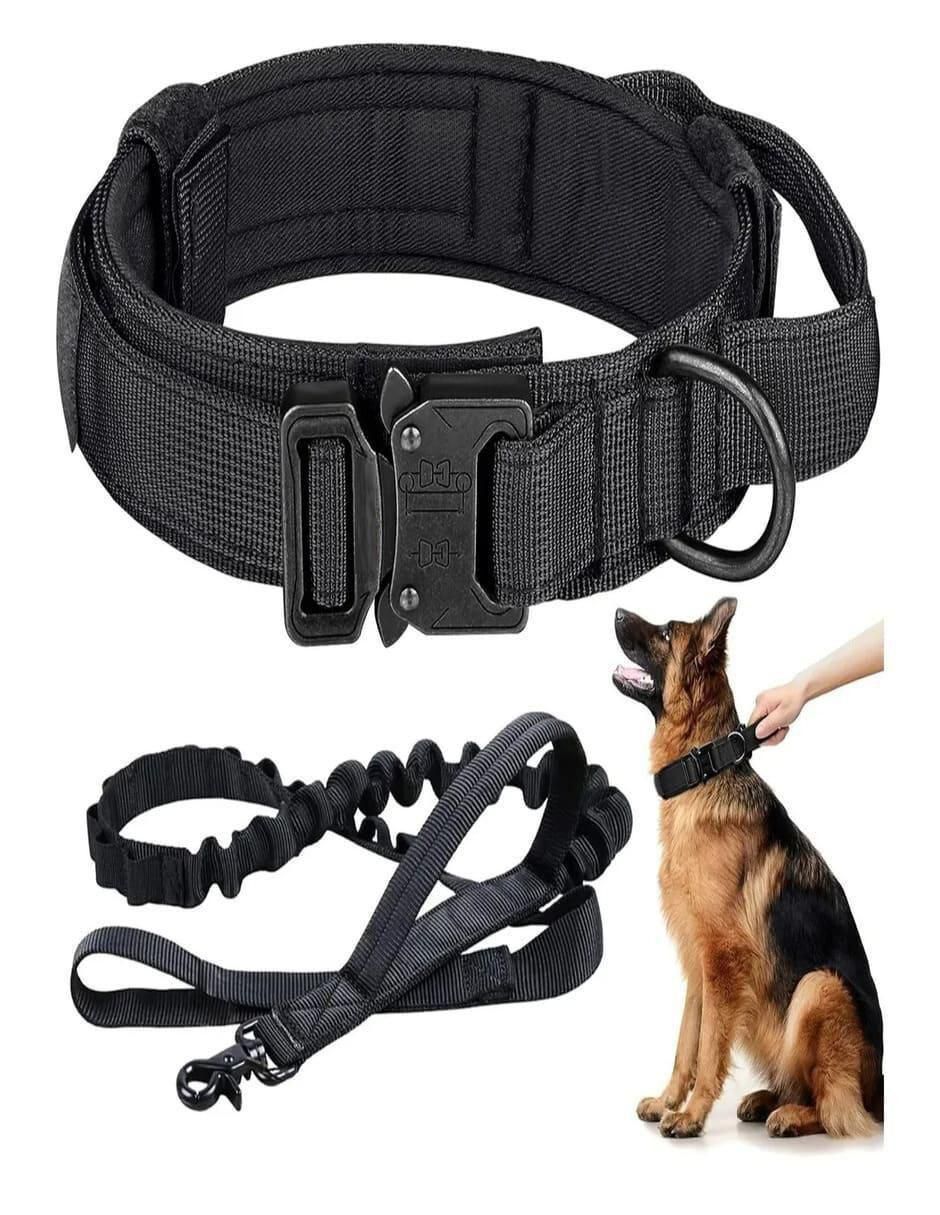 Correa y collar para perro 5