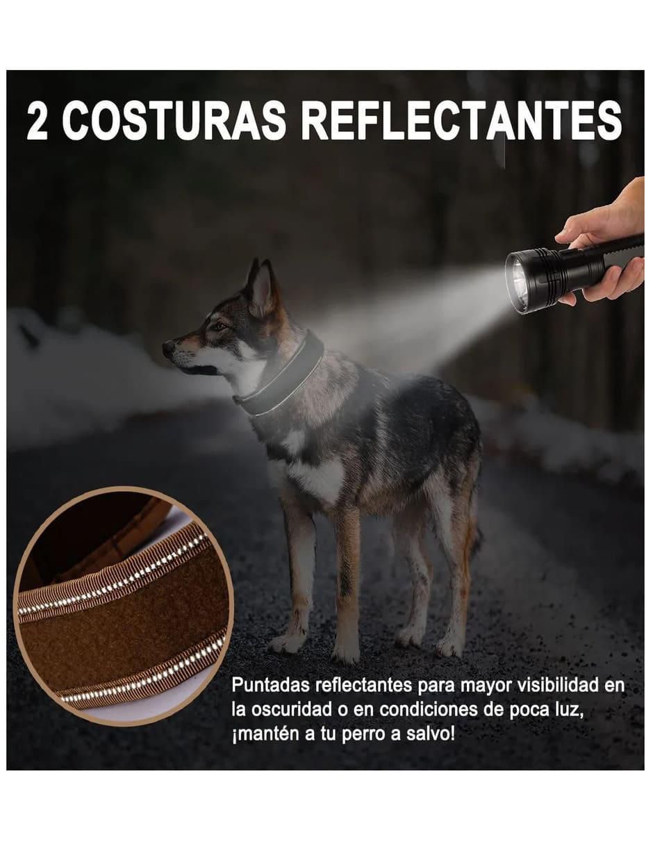 Correa y collar para perro 2