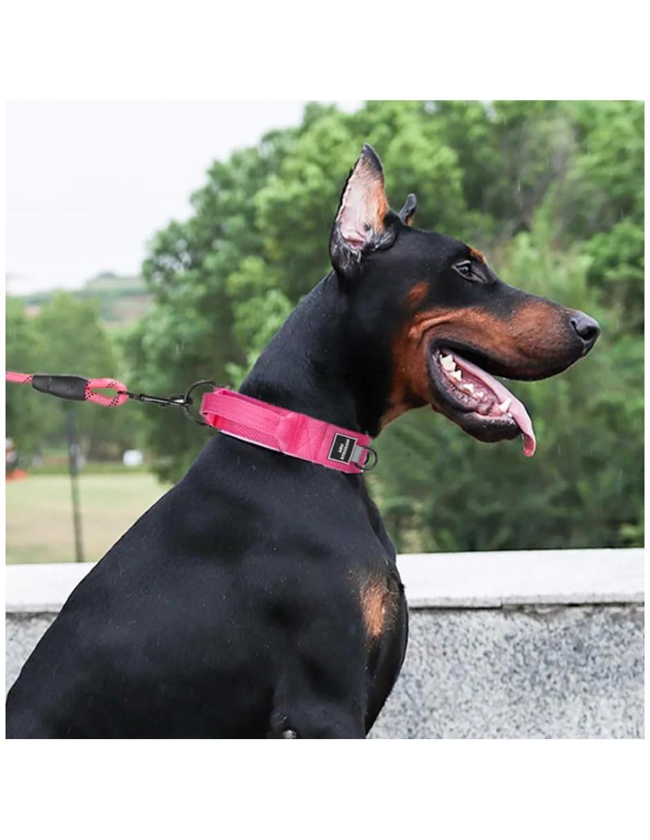 Correa y collar para perro 3