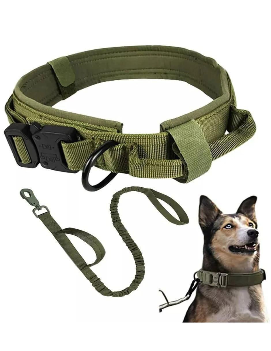 Correa y collar para perro 4