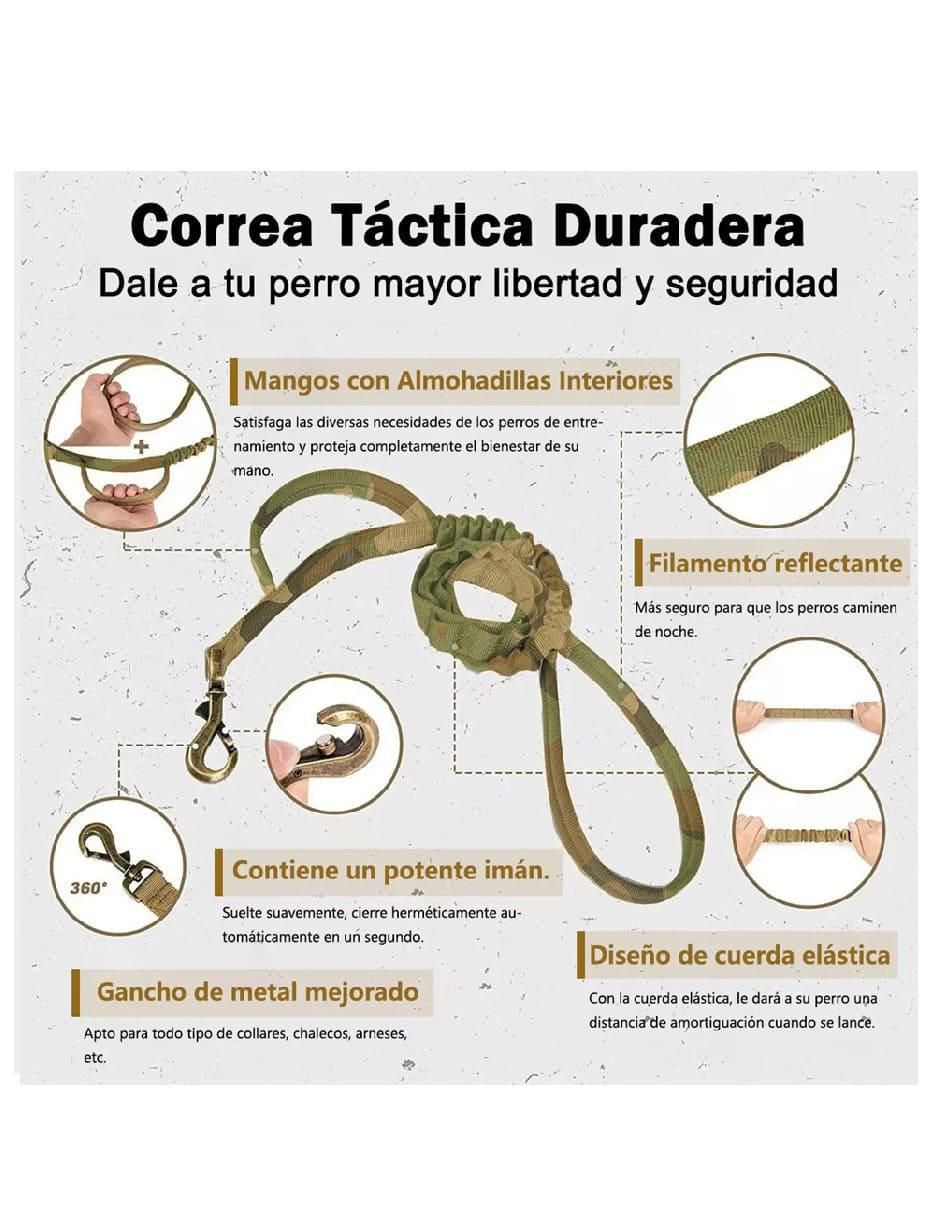 Correa y collar para perro 2