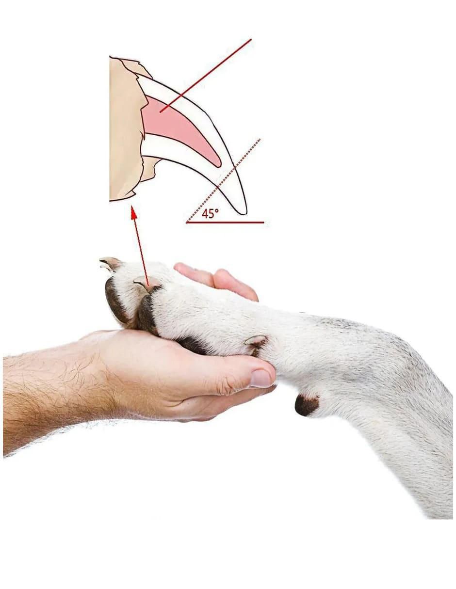 Cortaúñas para perro y gato 3
