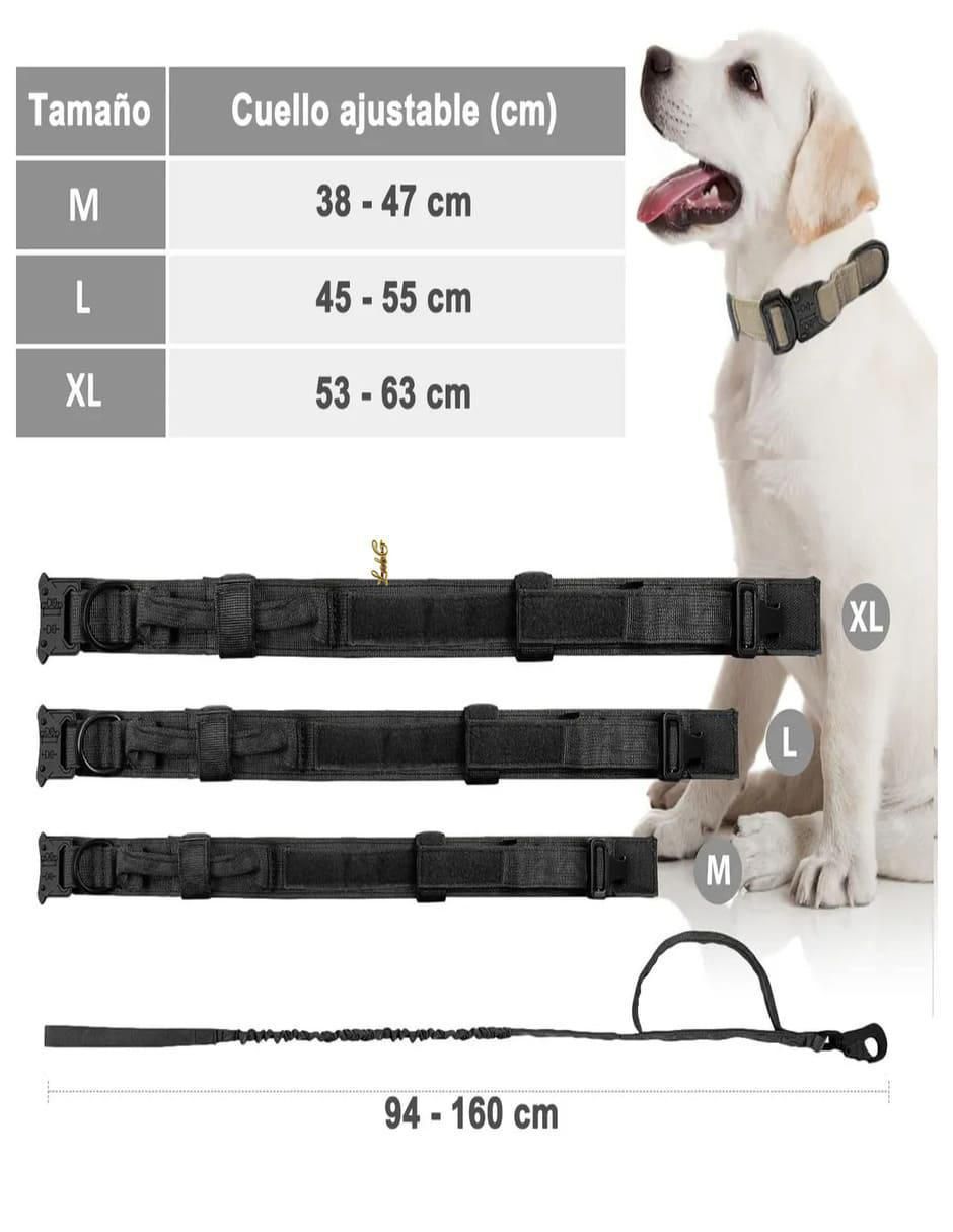 Correa y collar para perro 2