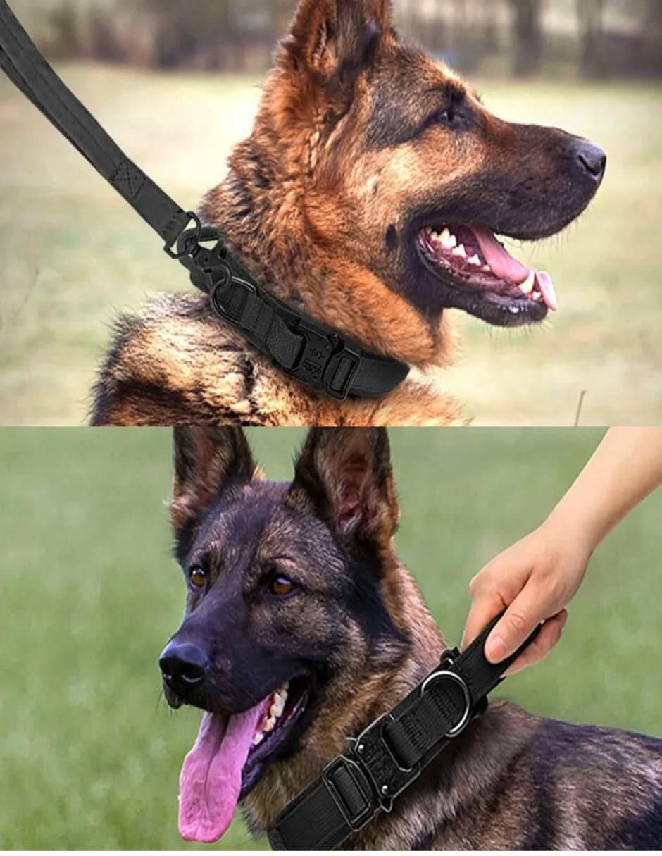 Correa y collar para perro 4