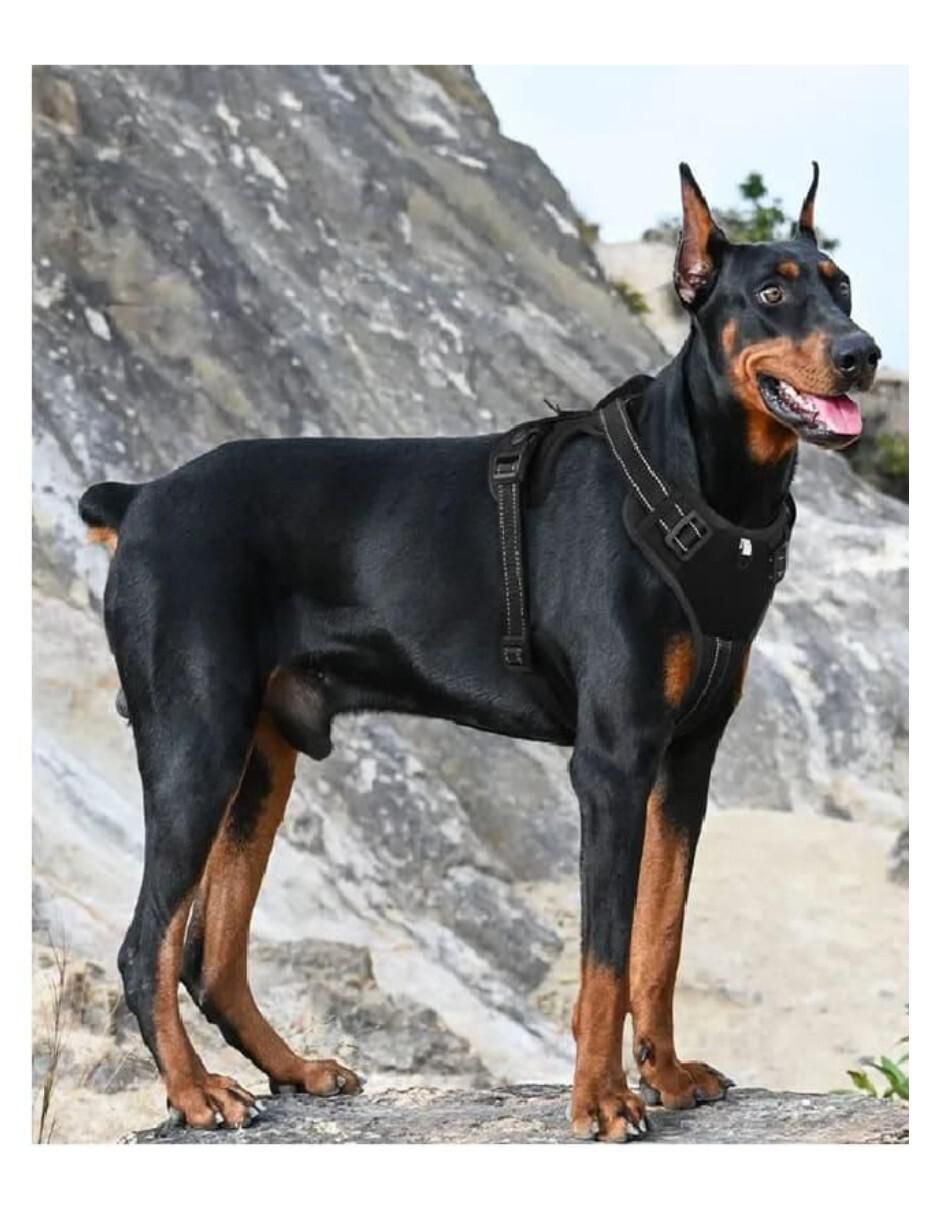 Arnés y correa para perro 3