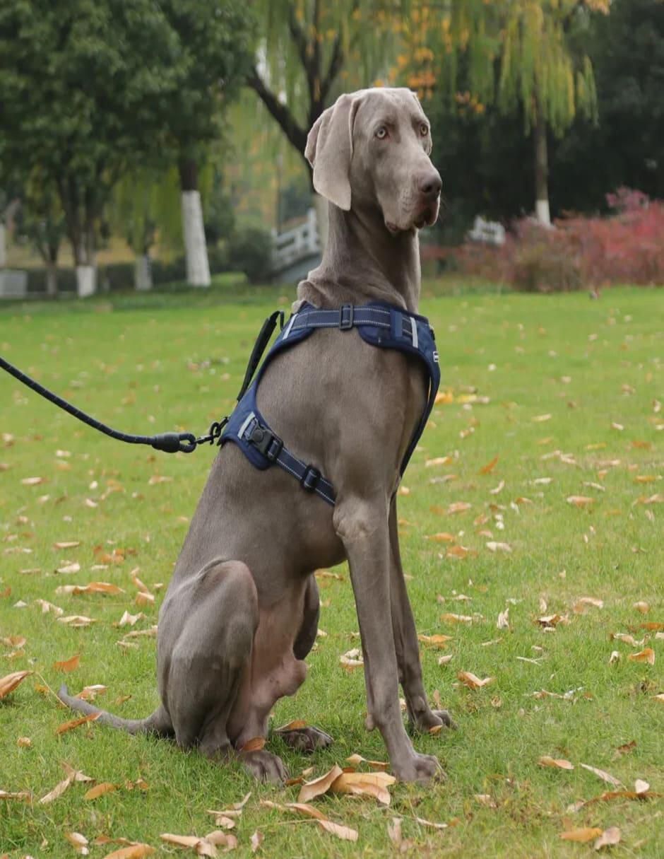 Pechera para perro 5